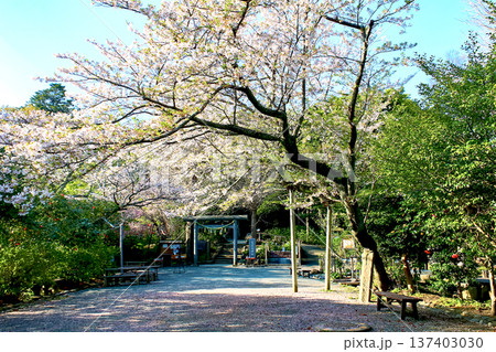 【神奈川】春の鎌倉 夕方の葛原岡神社と葉桜 【神奈川】春の鎌倉 夕方の葛原岡神社と葉桜 137403030