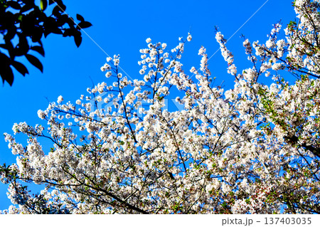 【神奈川】春の鎌倉　葛原岡神社の鳥居前の葉桜 137403035