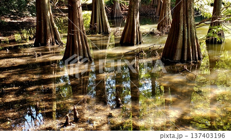篠栗九大の森 神秘的な光景 落羽松(ラクウショウ) 篠栗九大の森 神秘的な光景 落羽松(ラクウショウ) 137403196