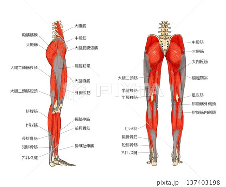 下肢の表層横後 137403198