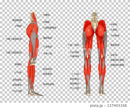 下肢の表層横後 137403198