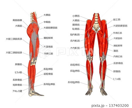 下肢の表層横前 137403200
