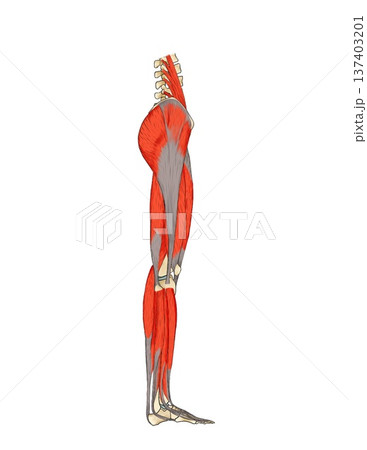 下肢側面の筋肉表層（余白あり） 137403201
