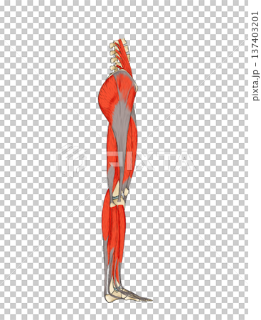 下肢側面の筋肉表層（余白あり） 137403201