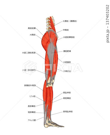 下肢側面の筋肉表層 137403202