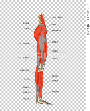 下肢側面の筋肉表層 137403202