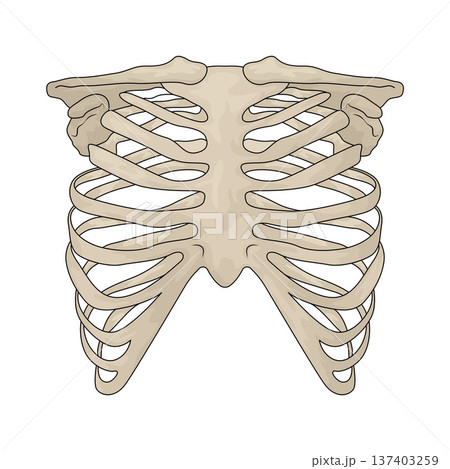 Illustration of Human Rib Cage Illustration of Human Rib Cage 137403259