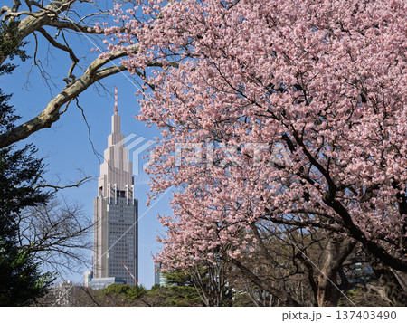 都市公園に咲く寒桜と高層ビル　春の都市風景 137403490