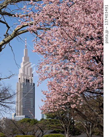 都市公園に咲く寒桜と高層ビル　春の都市風景 137403491