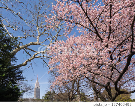 都市公園に咲く寒桜と高層ビル 春の都市風景 都市公園に咲く寒桜と高層ビル 春の都市風景 137403493