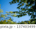 青空を背景に広がる青モミジの枝葉・初夏の爽やかな和の風景 137403499