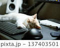 キーボードの上で眠るエキゾチックショートヘアの猫・在宅ワークの癒し 137403501