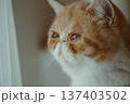 窓辺で上を見上げるエキゾチックショートヘアの猫・自然光の柔らかなポートレート 137403502