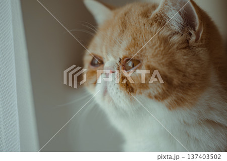 窓辺で上を見上げるエキゾチックショートヘアの猫・自然光の柔らかなポートレート 137403502