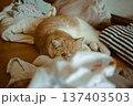 散らかった洗濯物の中でくつろぐエキゾチックショートヘアの猫 137403503