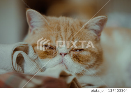 眠そうな表情で半目を開けるエキゾチックショートヘアの猫・クローズアップ 眠そうな表情で半目を開けるエキゾチックショートヘアの猫・クローズアップ 137403504