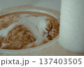 キャットタワーのベッドで丸くなって眠るエキゾチックショートヘアの猫 137403505