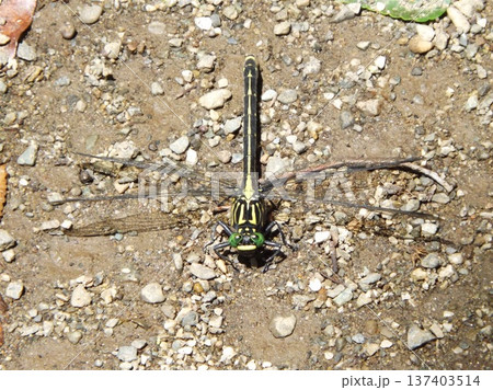 地面に止まったヤマサナエ 地面に止まったヤマサナエ 137403514