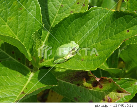 アジサイの葉の上の二ホンアマガエル 137403515
