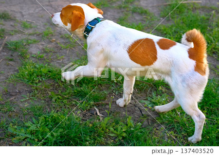 Walking Jack Russell terrier with black collar on green grass Walking Jack Russell terrier with black collar on green grass 137403520