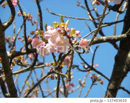 咲き始めた桃色の花は稲毛海岸駅前の河津桜 咲き始めた桃色の花は稲毛海岸駅前の河津桜 137403610