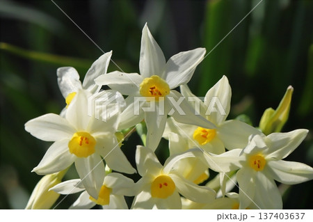 早春の庭に咲く白いフサザキスイセン(グランドモナーク)の花 早春の庭に咲く白いフサザキスイセン(グランドモナーク)の花 137403637