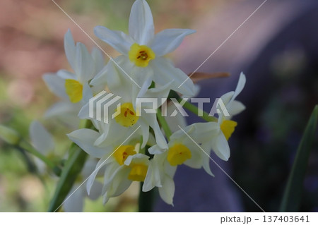 早春の庭に咲く白いフサザキスイセン（グランドモナーク）の花 137403641