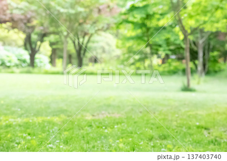 新緑の公園広場のぼかし背景 137403740