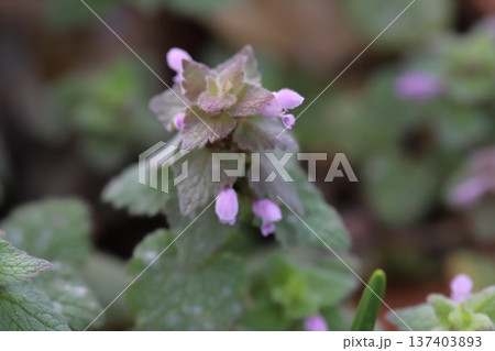 早春の道端に咲くピンク色のヒメオドリコソウの花 137403893