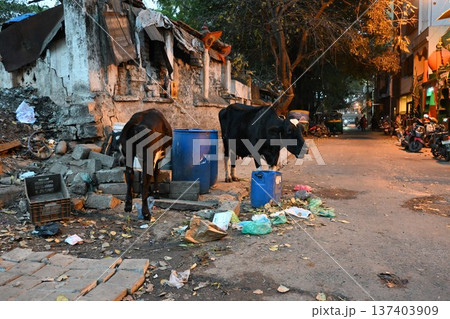 インドの牛10 137403909