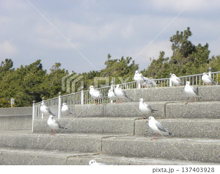 検見川浜へ来た冬の渡り鳥ユリカモメ 検見川浜へ来た冬の渡り鳥ユリカモメ 137403928