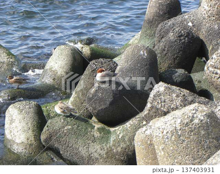 花見川河口に来た冬の渡り鳥ヒドリガモ 花見川河口に来た冬の渡り鳥ヒドリガモ 137403931