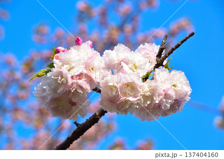 八重桜　蘭蘭　大阪造幣局にて 137404160