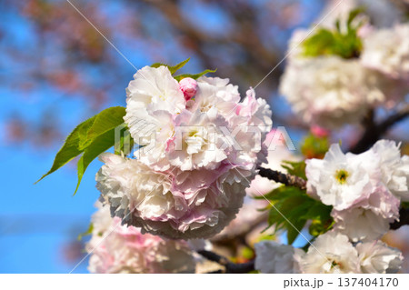 八重桜　蘭蘭　大阪造幣局にて 137404170