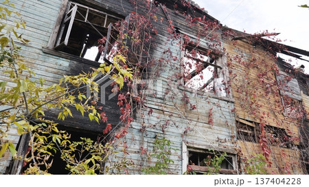 Abandoned wooden house after fire, nature reclaiming charred ruin, autumn decay Abandoned wooden house after fire, nature reclaiming charred ruin, autumn decay 137404228