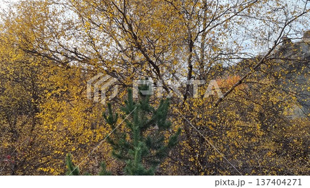 Autumn Forest, Trees, Leaves In The Mountains Autumn Forest, Trees, Leaves In The Mountains 137404271