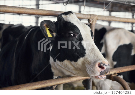 牛舎で飼育されているホルスタインの乳牛 137404282