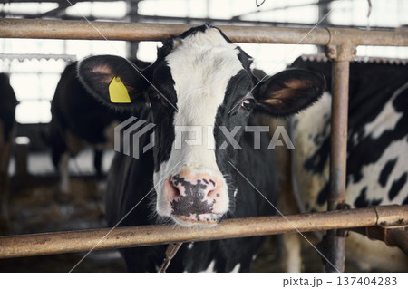 牛舎で飼育されているホルスタインの乳牛 牛舎で飼育されているホルスタインの乳牛 137404283