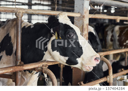 牛舎で飼育されているホルスタインの乳牛 牛舎で飼育されているホルスタインの乳牛 137404284