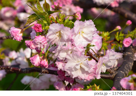 八重桜 松月 大阪造幣局にて 八重桜 松月 大阪造幣局にて 137404301