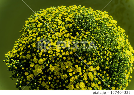 Yellow flowers. Yellow flowers. 137404325