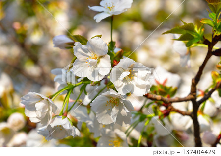 桜 帆立 大阪造幣局にて 桜 帆立 大阪造幣局にて 137404429