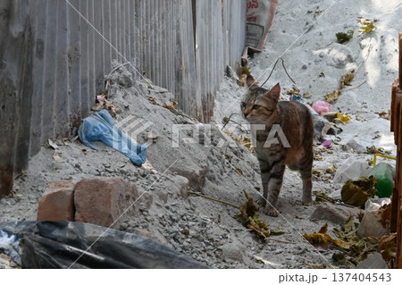 バンガロールの野良猫2 バンガロールの野良猫2 137404543
