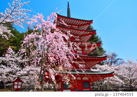 春 桜 新倉山浅間公園 春 桜 新倉山浅間公園 137404555