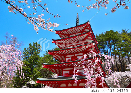 春　桜　新倉山浅間公園 137404556