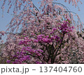 満開のしだれ桜とピンクのツツジが共演する日本の春の風景 137404760