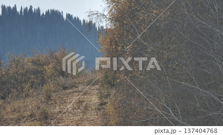 Wonderful Autumn In The Forest Wonderful Autumn In The Forest 137404768