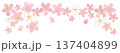 桜の花 137404899