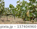バンガロールのワイナリー、ブドウ畑 137404960