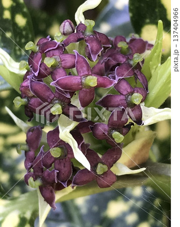 アオキの花 アオキの花 137404966